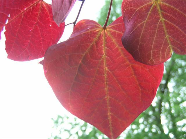 Forest Pansy Redbud tree leaves