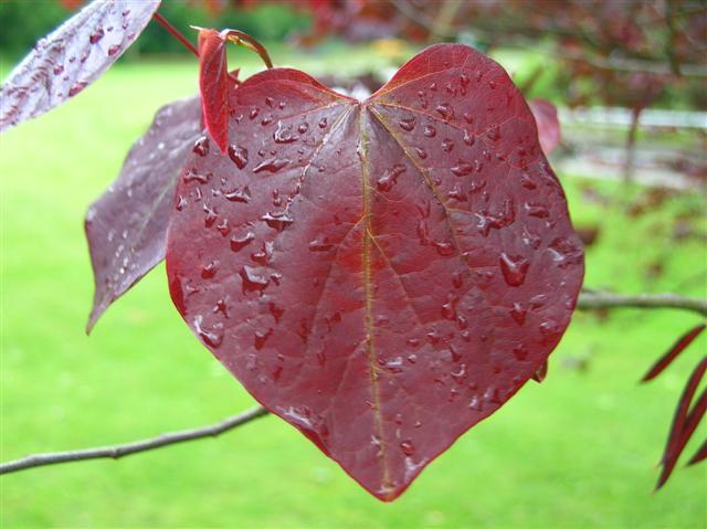 Forest Pansy Redbud tree leaf