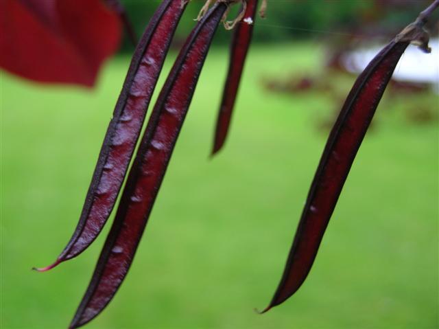 Forest Pansy Redbud tree buds