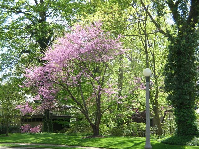 Eastern Redbud tree with trees and background