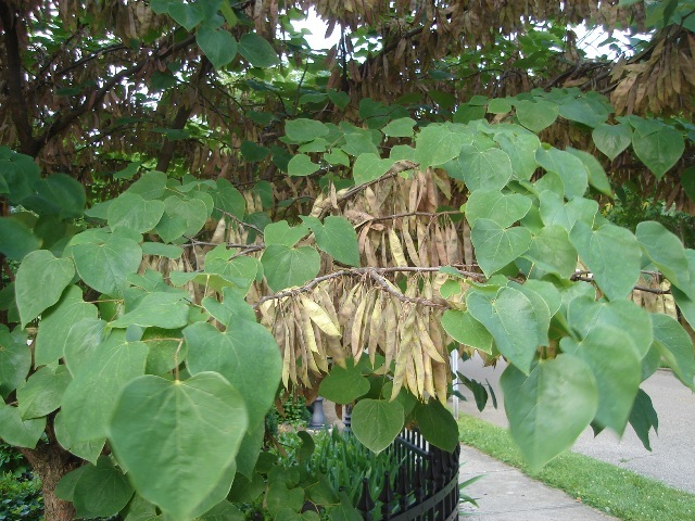 Eastern Redbud leaves and buds