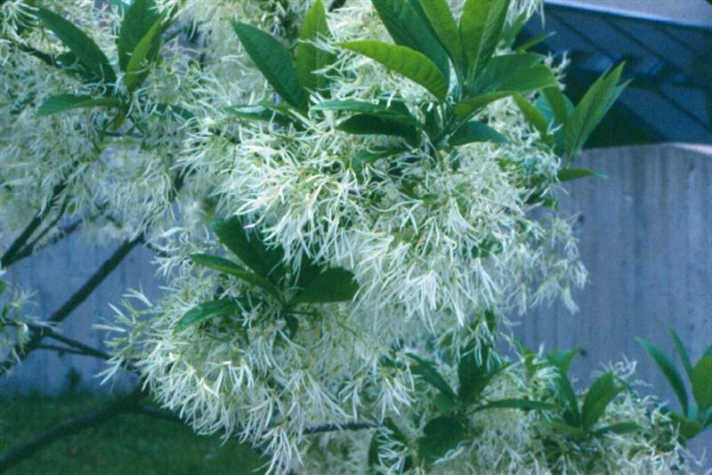 White Fringetree fringes