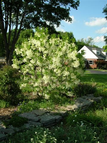 White Fringetree