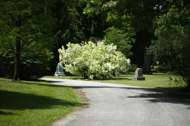 White Fringetree