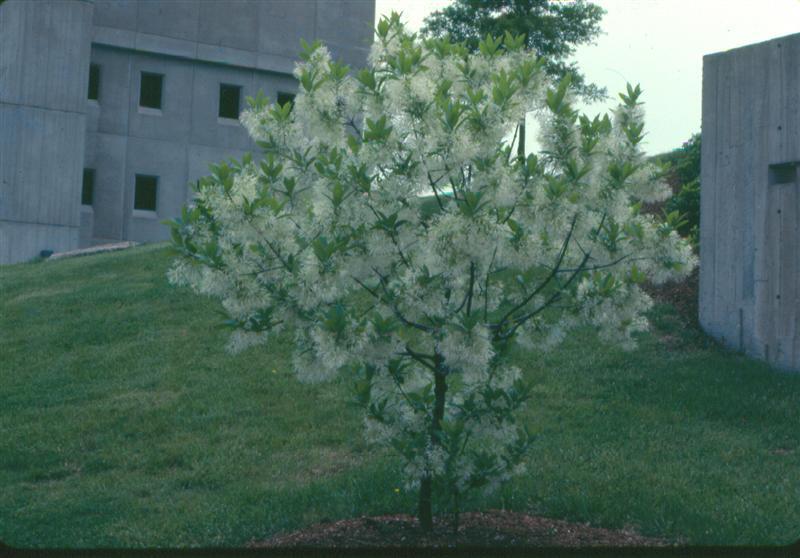 White Fringetree