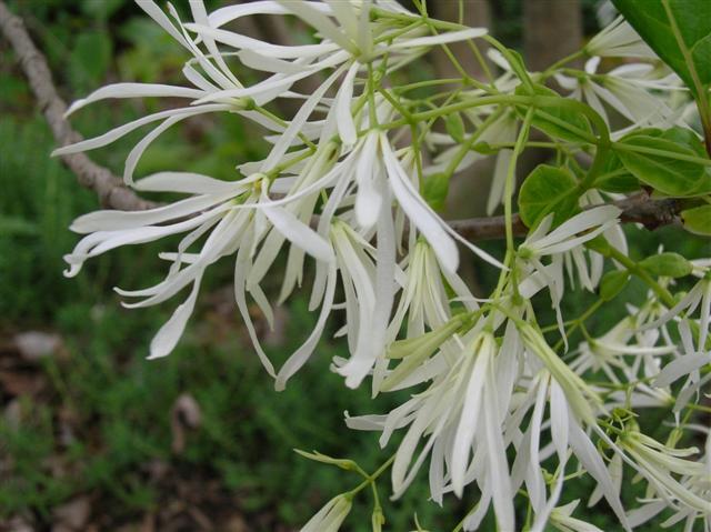 White Fringetree fringes