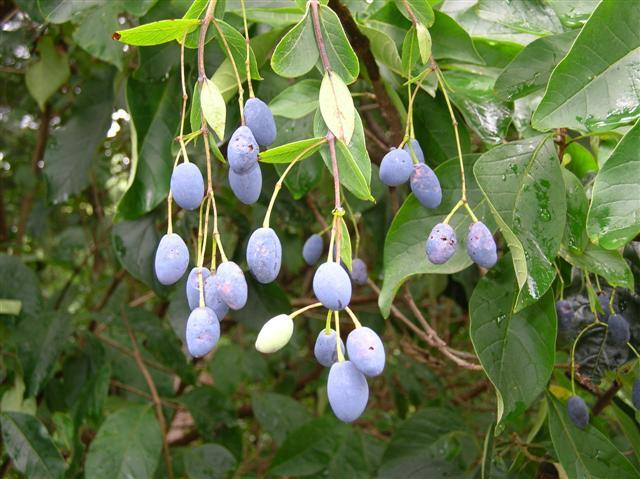 White Fringetree berries