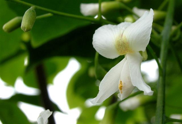 Yellowwood tree flowers