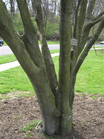 Yellowwood tree trunk