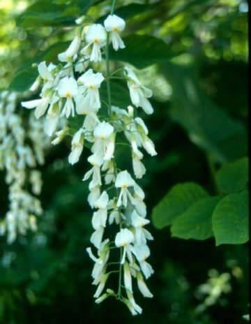 Yellowwood tree flowers