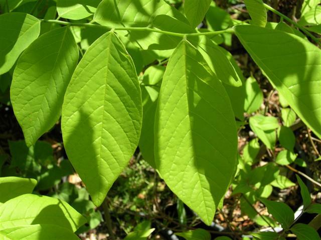 Yellowwood tree leaves