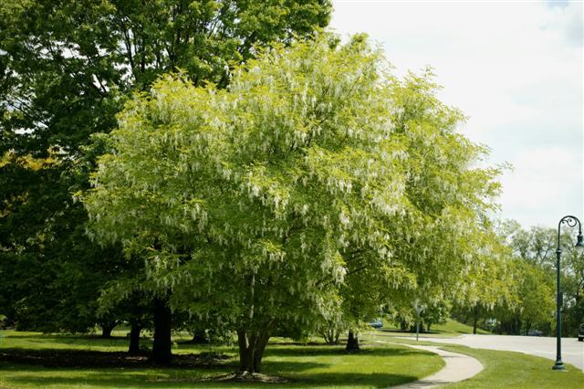 Yellowwood tree