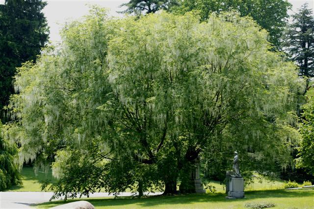 Yellowwood tree