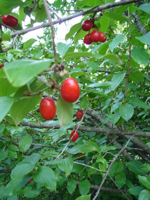 Golden Glory Cornelian Cherry tree branch with fruit