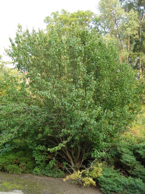 Golden Glory Cornelian Cherry tree