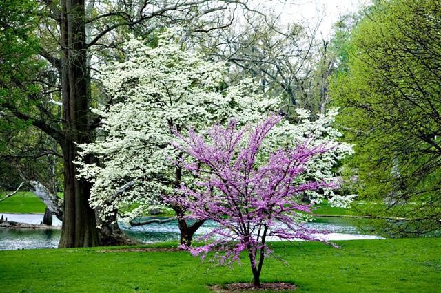 Eastern Redbud tree with trees and background