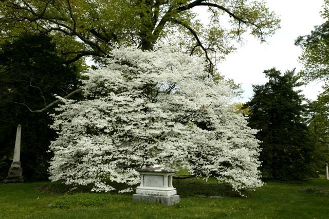 Spring Grove Flowering Dogwood bush