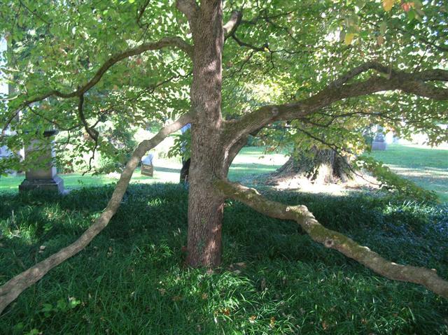 Spring Grove Flowering Dogwood tree trunk