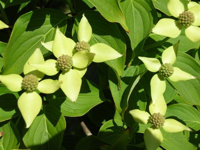 Kousa Dogwood flowers