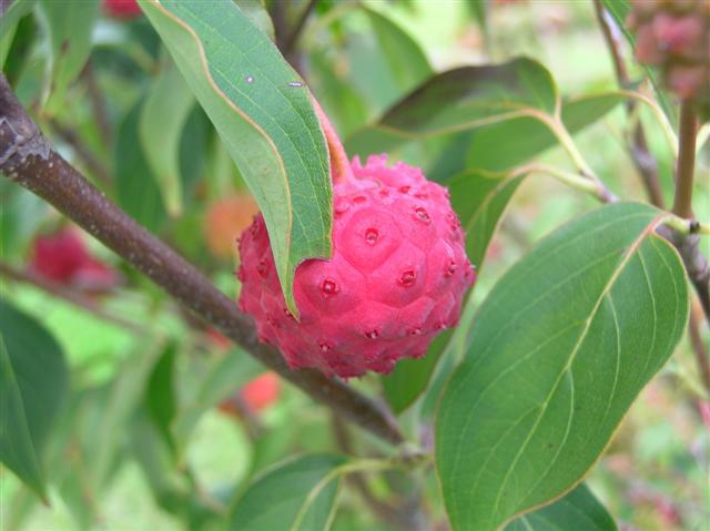 Kousa Dogwood fruit