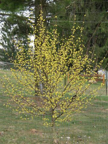 Japanese Cornel Dogwood tree