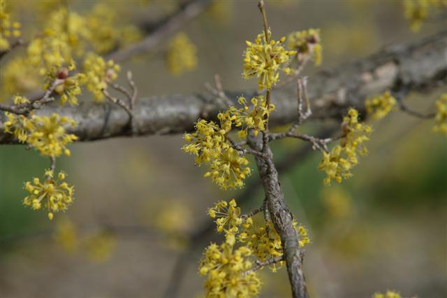 Japanese Cornel Dogwood tree branch