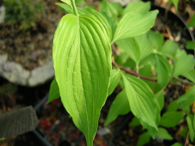 Japanese Cornel Dogwood tree leaves