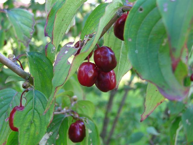 Japanese Cornel Dogwood tree berries