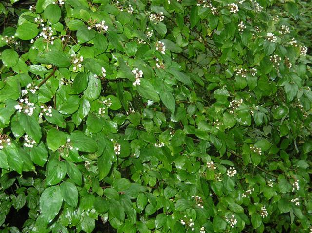 Gray Dogwood plants