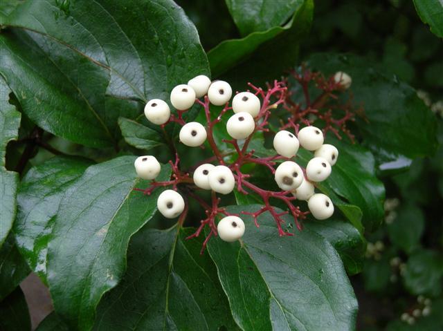 Gray Dogwood berries