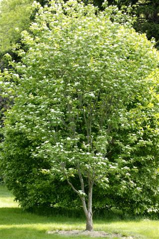 Aurora Dogwood tree