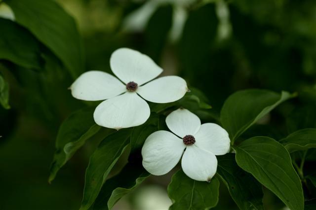 white flowers