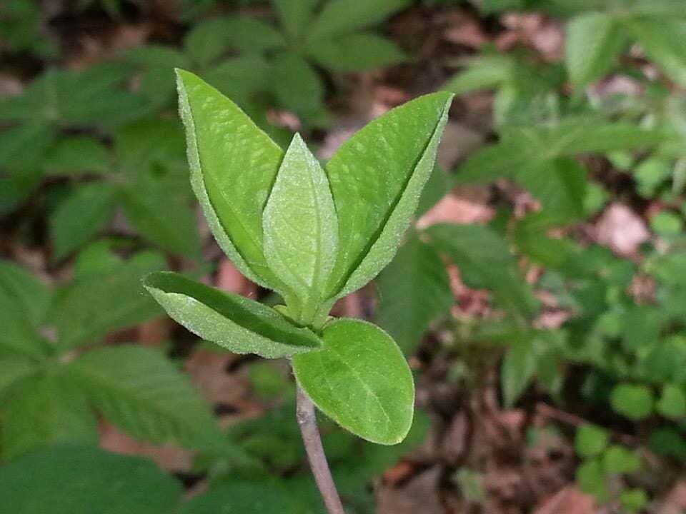 Sassafras leaves