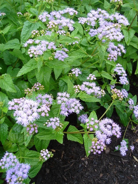 Hardy Ageratum flowers