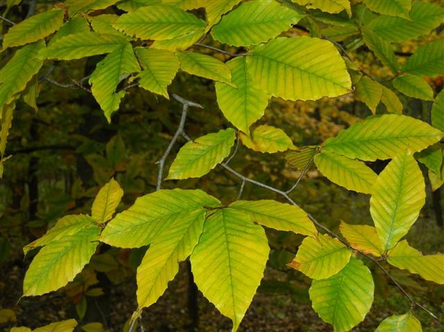 American Beech leaves