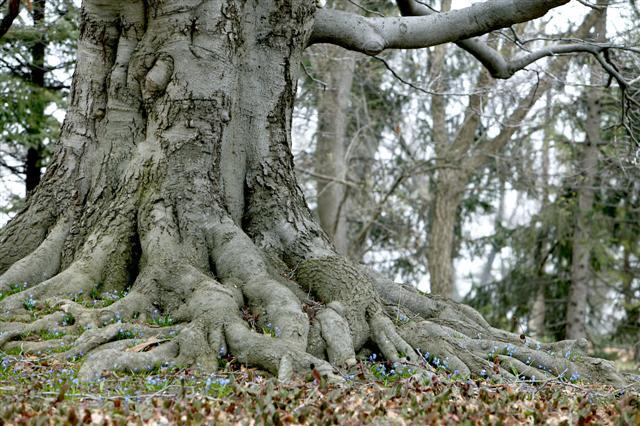 American Beech tree roots