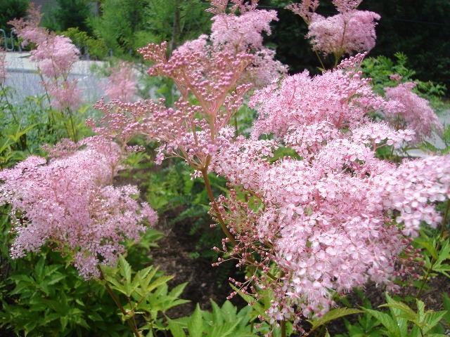 Queen of the Prairie plants