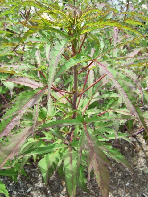 Fireball Hardy Hibiscus