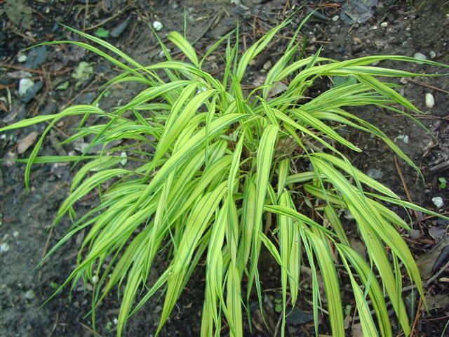 Golden Hakonechloa plant