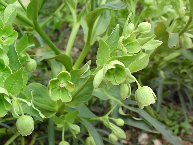 Green Hellebore flowers