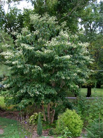 Seven-son Flower tree