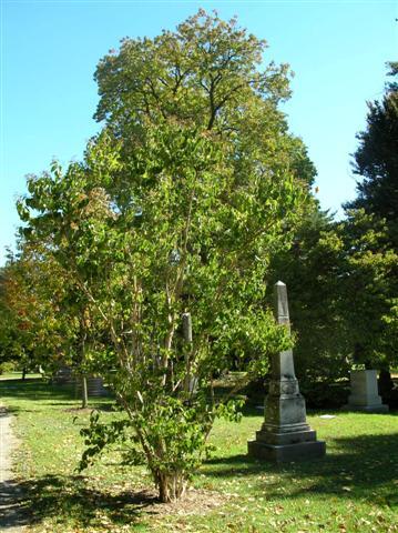 Seven-son Flower tree