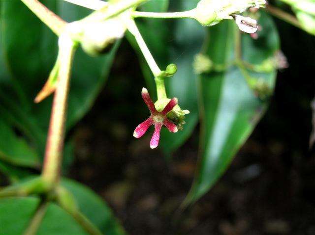 Seven-son Flower buds