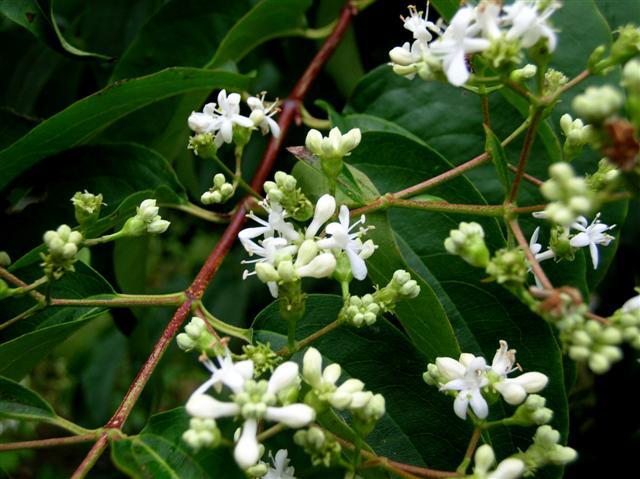 Seven-son Flower buds