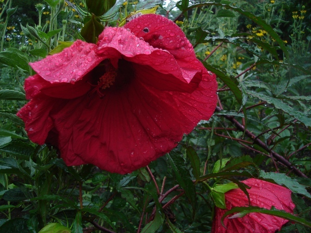 Fireball Hardy Hibiscus flowers