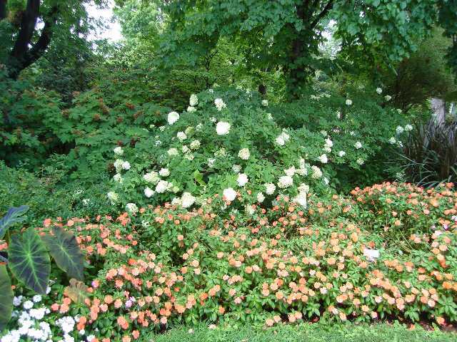 Limelight Panicle Hydrangea bush behind another group of flower bushes