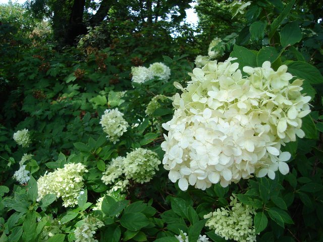 Limelight Panicle Hydrangea flowers