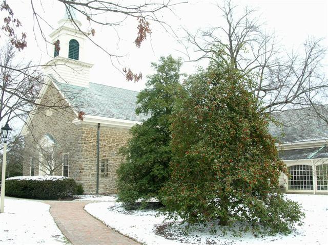 American Holly trees in front of house