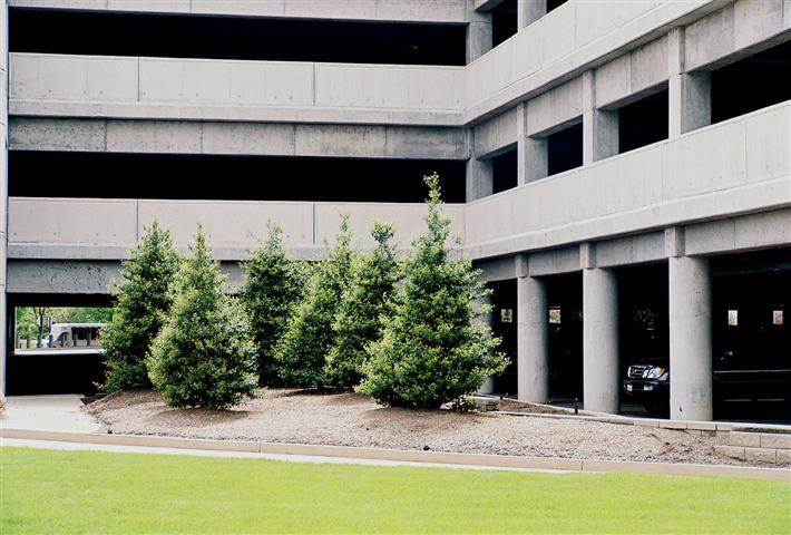 American Holly trees in front of parking garage