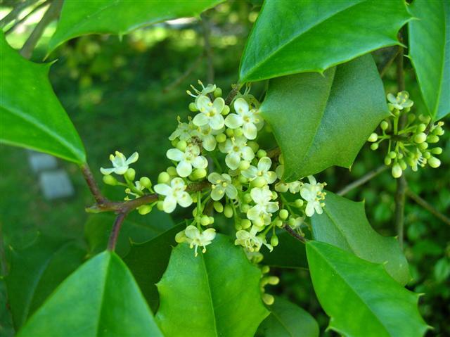 American Holly flower buds